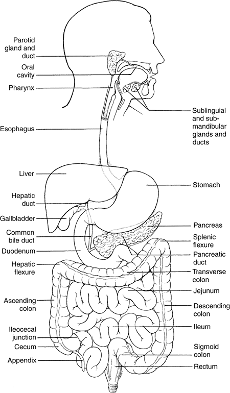 Upper Gastrointestinal Tract Diagram